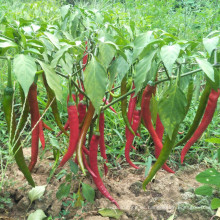 Long -Dry Redchilies para condimentos de alimentos Guihzou Chilies